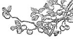 花鸟线描