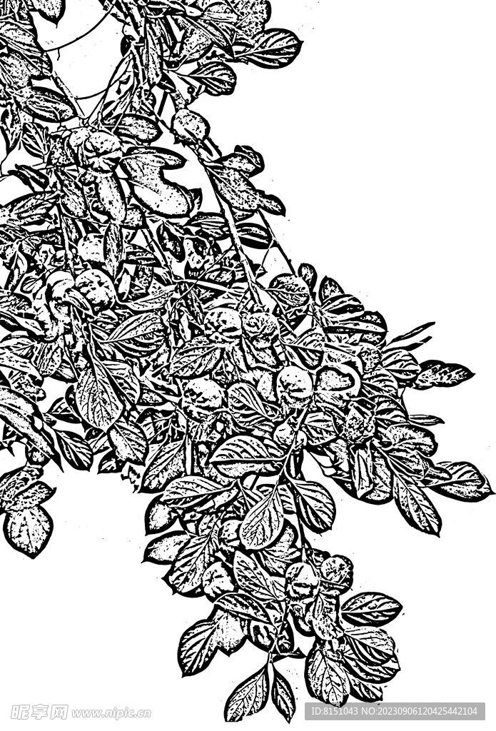 花鸟白描