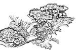 花鸟线描