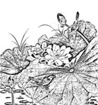 荷花线描