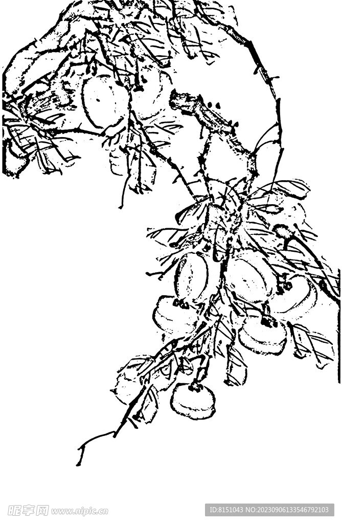 花鸟白描