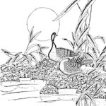 花鸟线描
