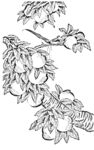 花鸟线描