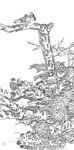 花鸟线描