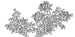 花鸟白描