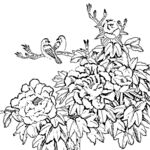牡丹线描