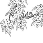 花鸟线描