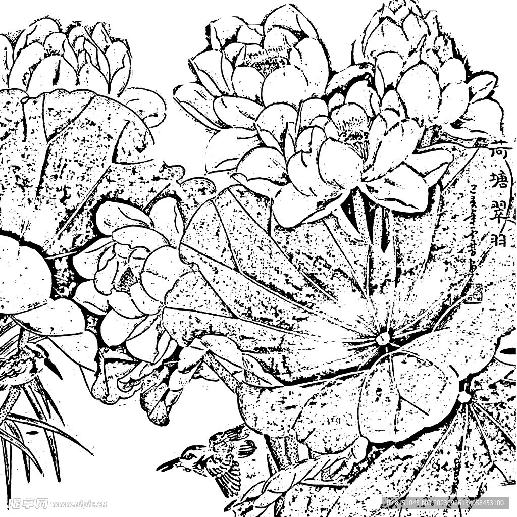花鸟白描
