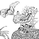 荷花线描