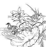 荷花线描