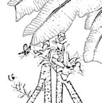 花鸟线描
