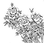花鸟白描