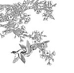 花鸟线描