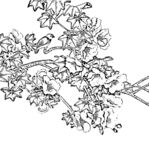 花鸟线描