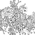 花鸟线描