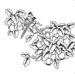 花鸟线描