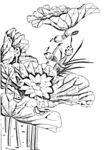 花鸟白描
