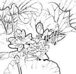 荷花线描