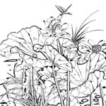 花鸟白描