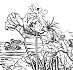 荷花线描