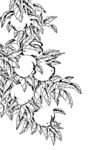 花鸟白描