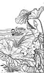 花鸟白描