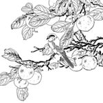 花鸟白描