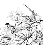 荷花线描
