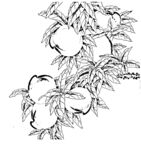 花鸟白描