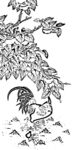 花鸟白描