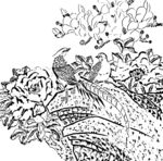 花鸟白描
