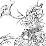 花鸟白描