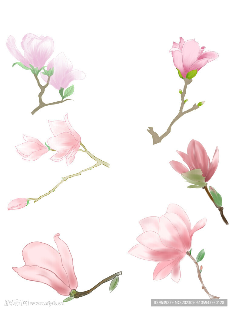 玉兰