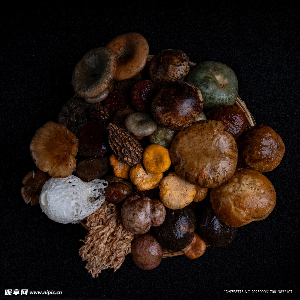野生菌 
