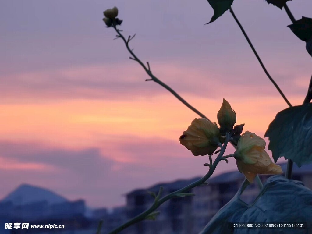 花 夕阳