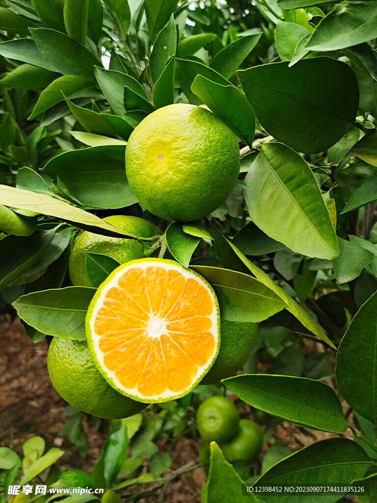 橘子