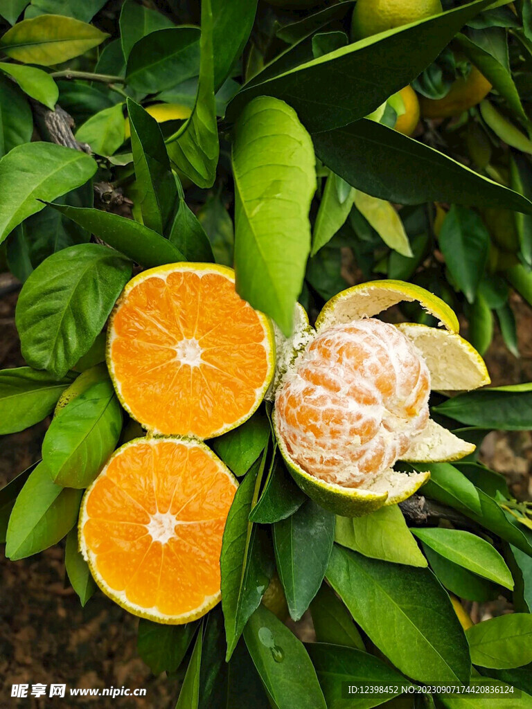 蜜橘