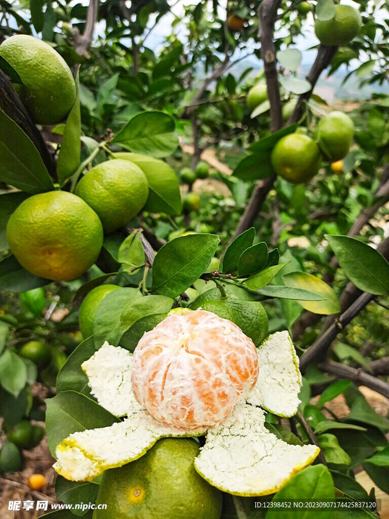 橘子