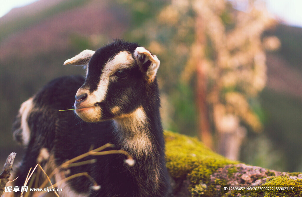 山羊