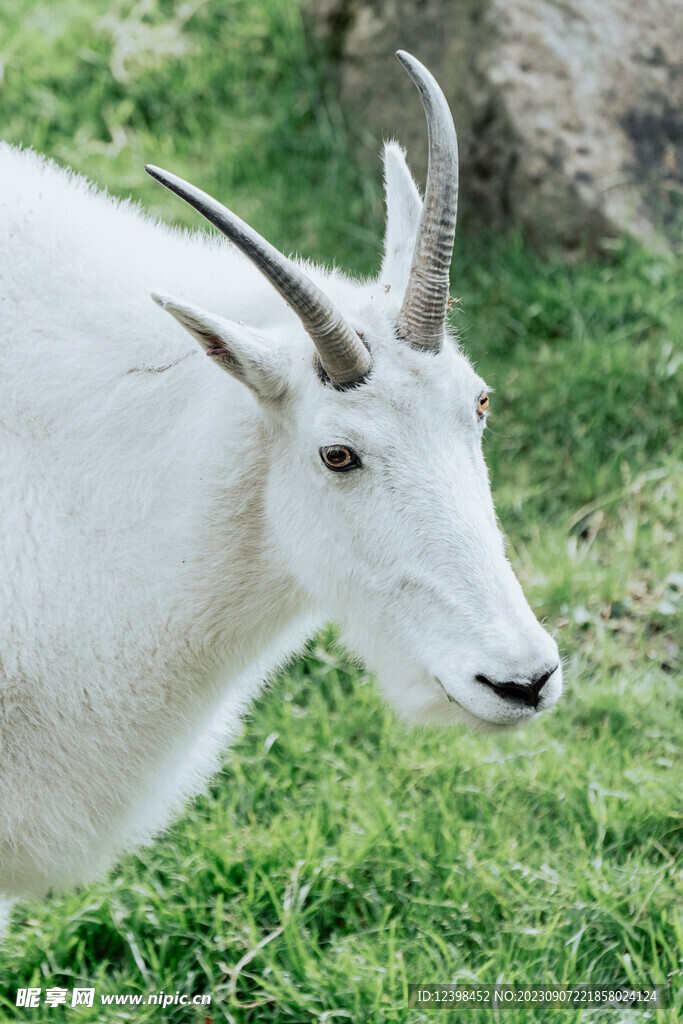 山羊
