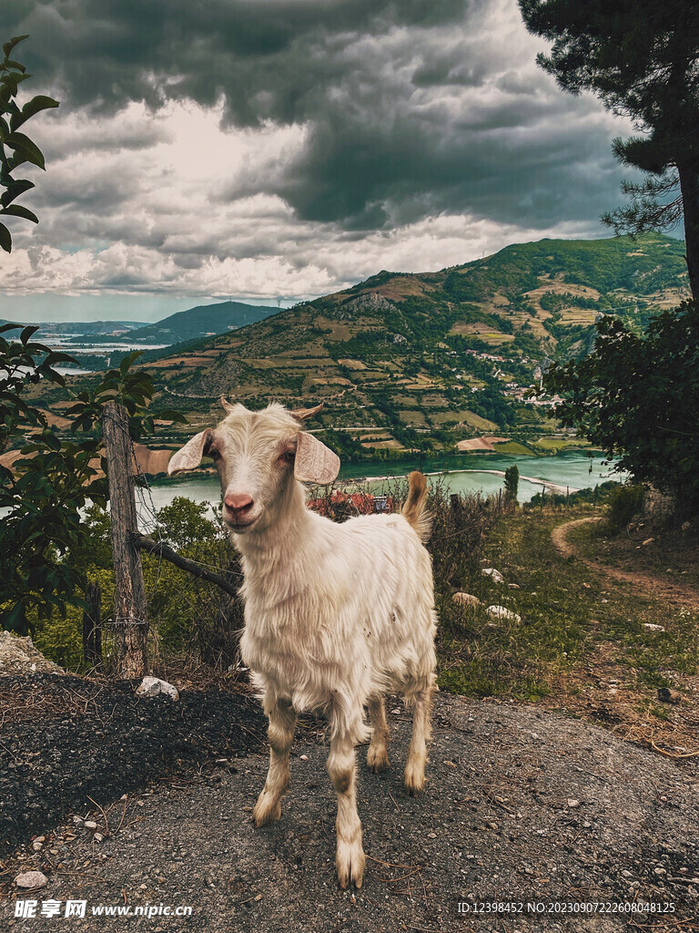 山羊