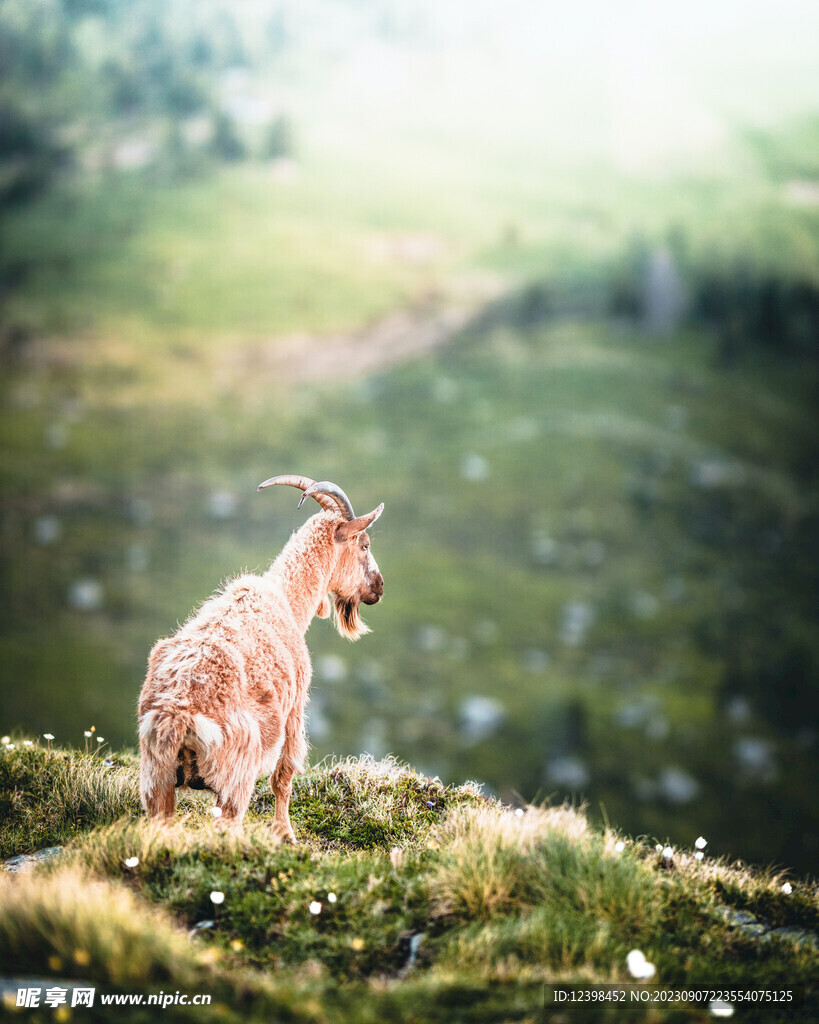 山羊