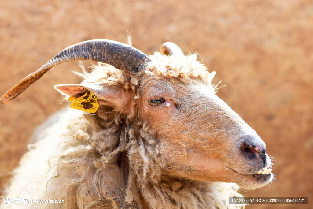 山羊