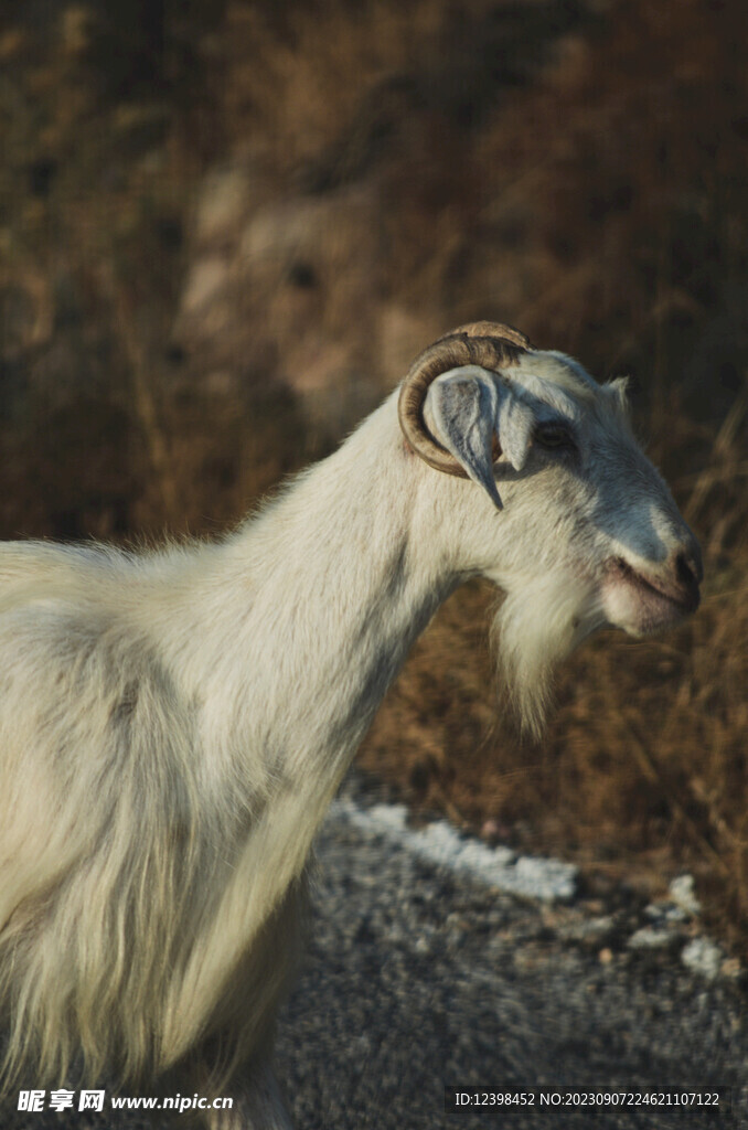 山羊