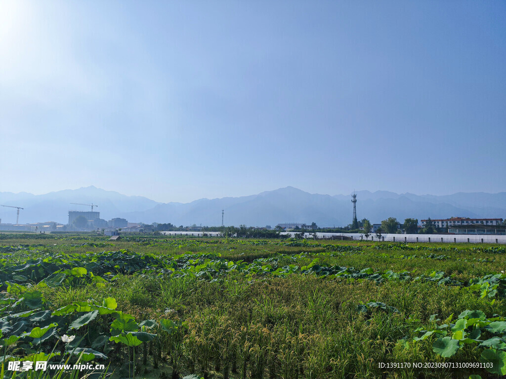 秦岭脚下稻田北大