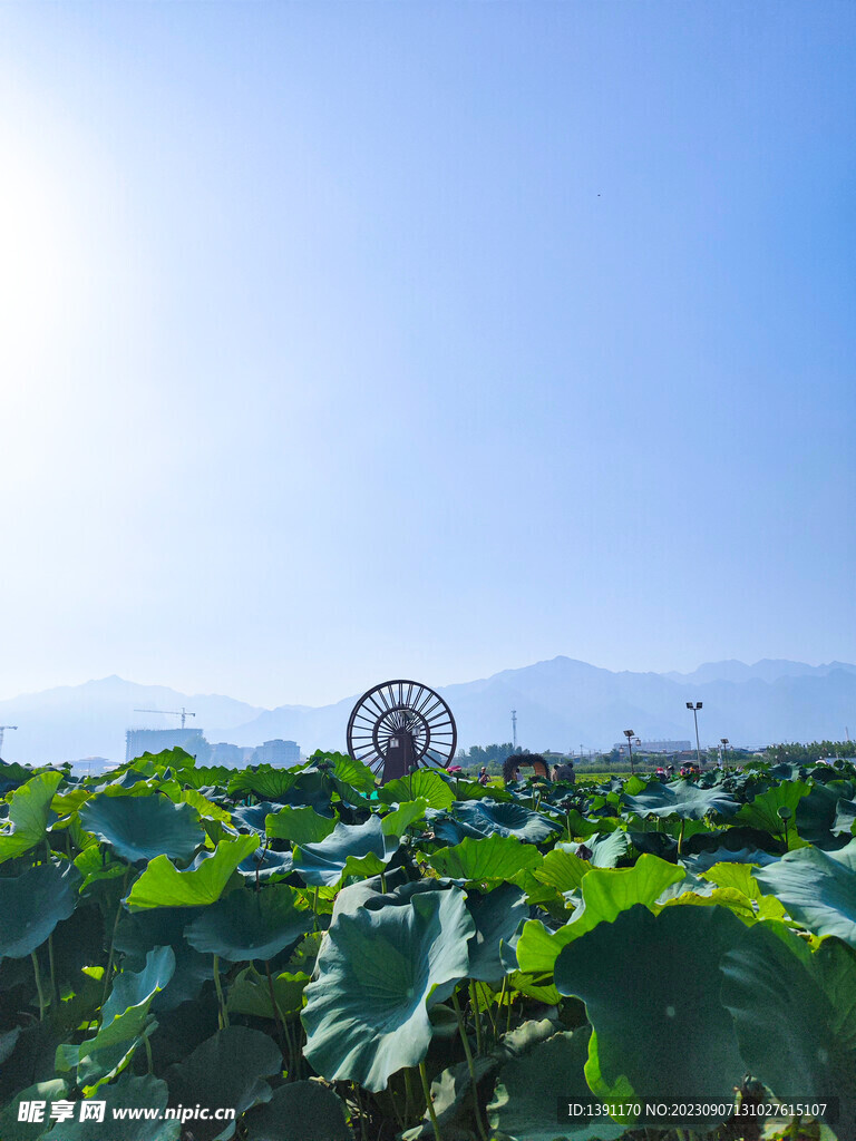 秦岭山脚下稻田荷塘