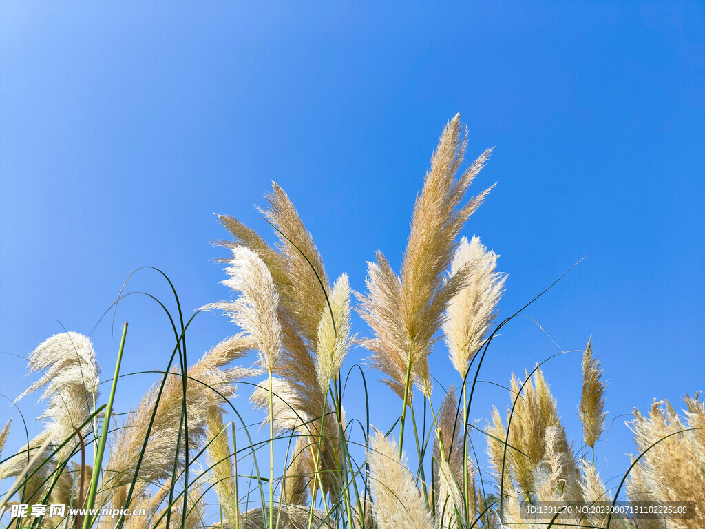 沣河梁家滩芦苇荡