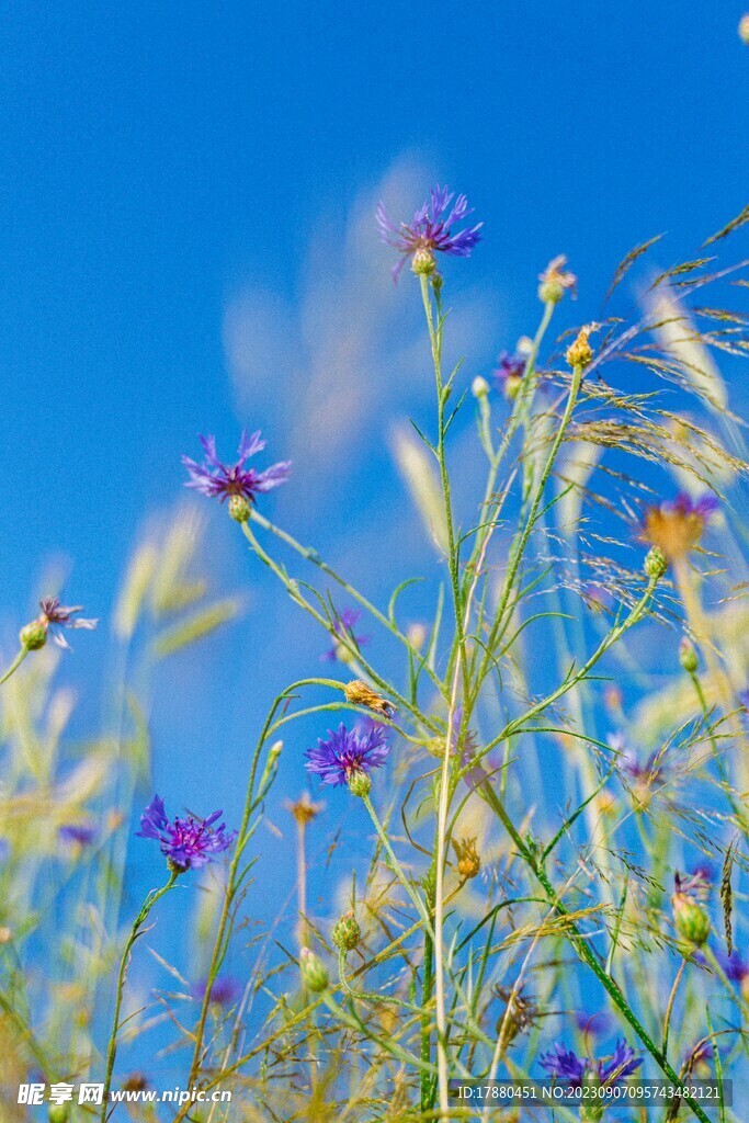 蓝花矢车菊