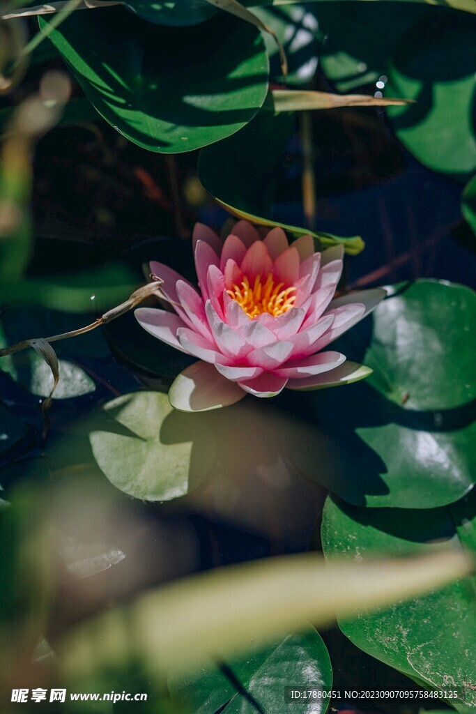 睡莲