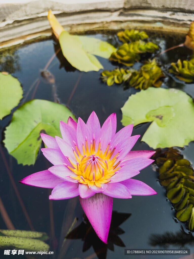 睡莲